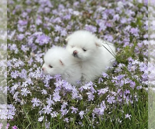 Medium Photo #1 Pomeranian Puppy For Sale in CASTLE HAYNE, NC, USA