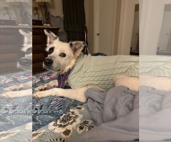 Medium Photo #1 American Eskimo Dog Puppy For Sale in Dallas, TX, USA