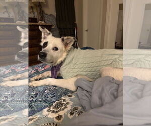 American Eskimo Dog Dogs for adoption in Dallas, TX, USA