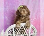 Puppy Dillie Poodle (Miniature)