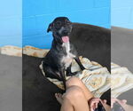 Small #4 Mutt