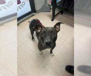 American Bulldog-Unknown Mix Dogs for adoption in Lufkin, TX, USA