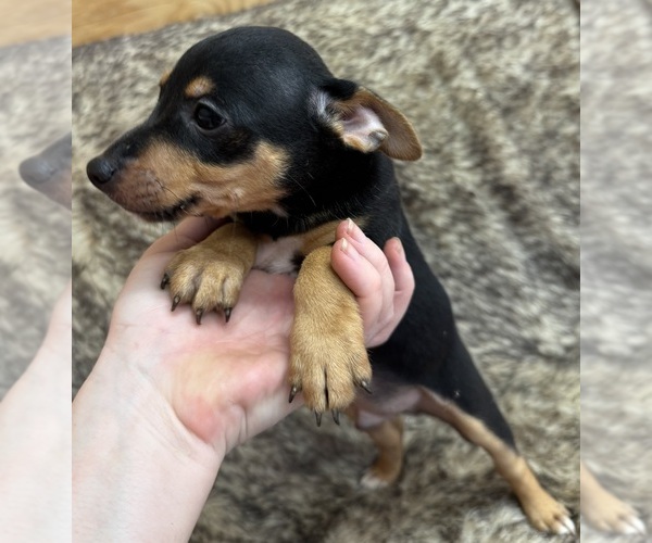 Medium Photo #7 Rat Terrier Puppy For Sale in WHITAKERS, NC, USA