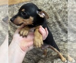 Small #6 Rat Terrier