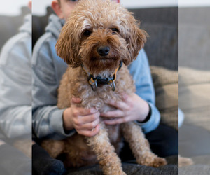 Mother of the Goldendoodle (Miniature) puppies born on 04/22/2025
