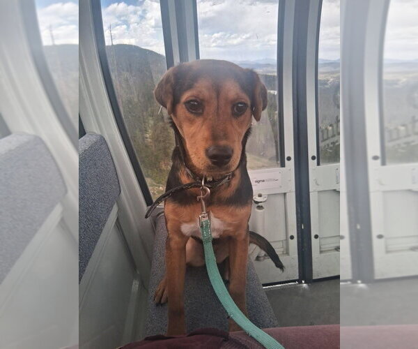 Medium Photo #4 Beagle-Unknown Mix Puppy For Sale in Lakewood, CO, USA