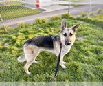 Small #1 German Shepherd Dog