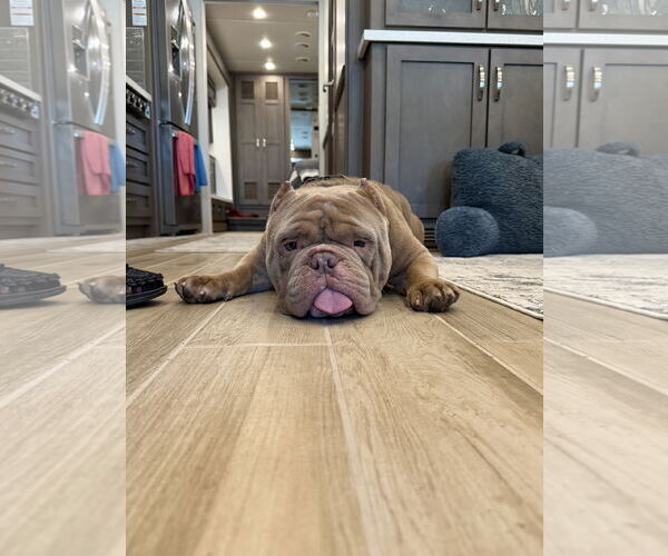 Medium Photo #3 Bulldog-Unknown Mix Puppy For Sale in Royal Palm Beach, FL, USA