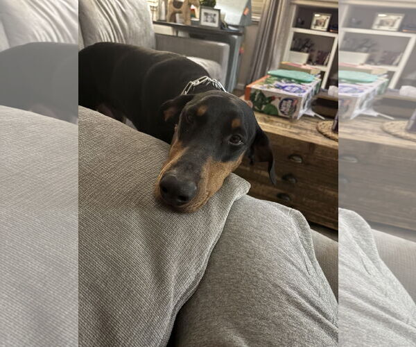 Medium Photo #3 Doberman Pinscher Puppy For Sale in Woodland, CA, USA