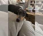 Small #2 Doberman Pinscher