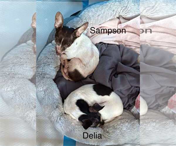 Medium Photo #9 Chihuahua-Unknown Mix Puppy For Sale in Boonton, NJ, USA