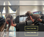 Puppy Puppy 3 Cane Corso