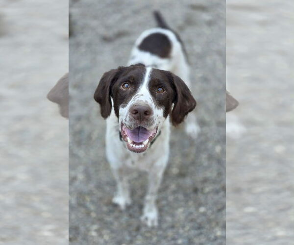 Medium Photo #2 Brittany Puppy For Sale in Woodsfield, OH, USA