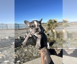 Puppy Ace French Bulldog