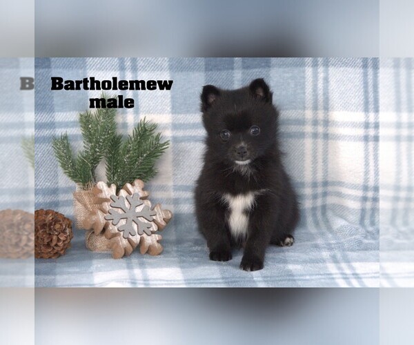 Medium Photo #7 Alaskan Klee Kai-Pomsky Mix Puppy For Sale in CLARE, MI, USA
