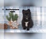 Small #6 Alaskan Klee Kai-Pomsky Mix