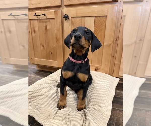 Medium Photo #4 Doberman Pinscher Puppy For Sale in PERU, KS, USA