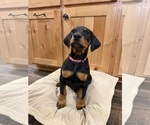 Small #3 Doberman Pinscher