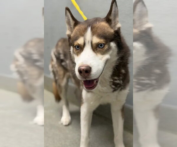 Medium Photo #1 Siberian Husky-Unknown Mix Puppy For Sale in Las Vegas, NV, USA