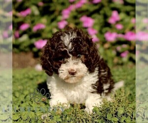 Cavapoo Puppy for sale in QUARRYVILLE, PA, USA