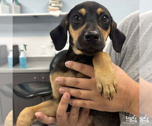 Medium Dachshund Mix