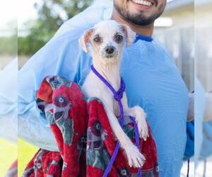 Poodle (Miniature) Dogs for adoption in Camarillo, CA, USA