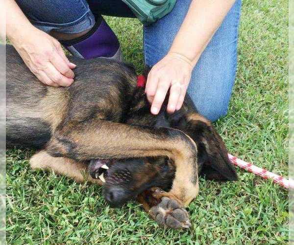 Medium Photo #3 German Shepherd Dog-Unknown Mix Puppy For Sale in Kansas City, MO, USA