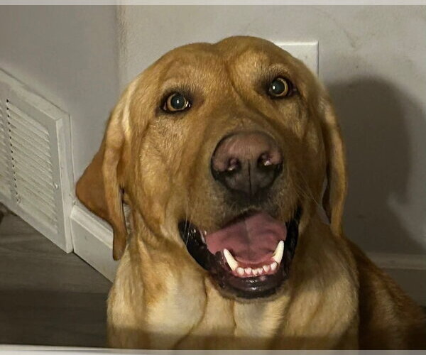 Medium Photo #2 Labrador Retriever Puppy For Sale in Sandy, UT, USA