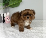 Small Photo #3 Mal-Shi Puppy For Sale in FRANKLIN, IN, USA