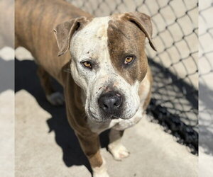 Mutt Dogs for adoption in Tulsa, OK, USA