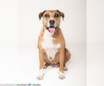 Small #1 Catahoula Leopard Dog Mix