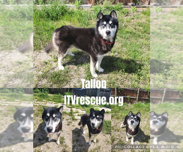 Medium Photo #2 Siberian Husky Puppy For Sale in Evansville, IN, USA