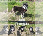Small #1 Siberian Husky