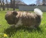 Small #6 Shih Tzu