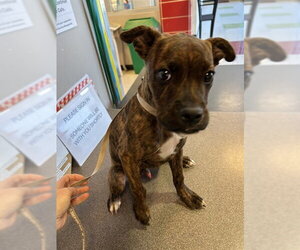 Boxer-Unknown Mix Dogs for adoption in Plano, TX, USA