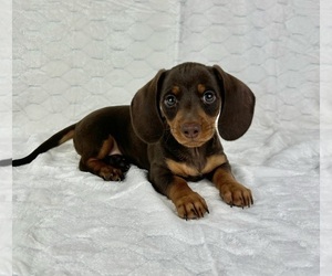 Dachshund Puppy for sale in FRANKLIN, IN, USA