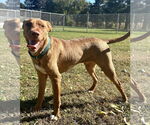 Small #5 Labrador Retriever-Rhodesian Ridgeback Mix