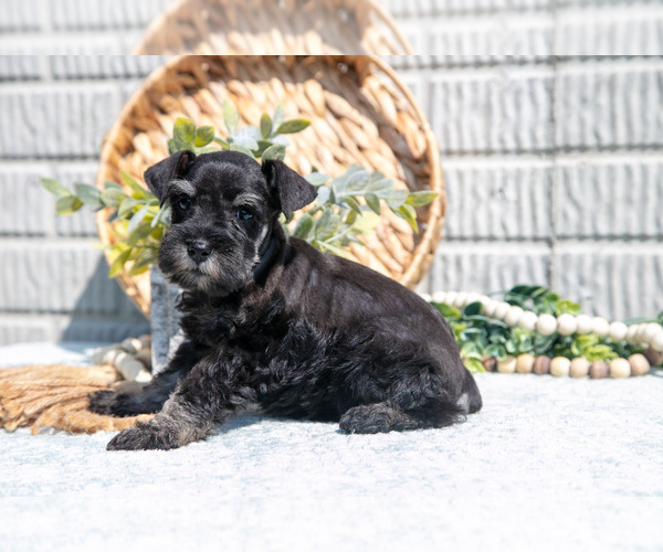 Medium Photo #25 Schnauzer (Miniature) Puppy For Sale in BALTIC, OH, USA