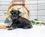 Small Photo #25 Schnauzer (Miniature) Puppy For Sale in BALTIC, OH, USA