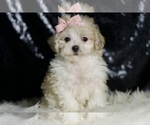 Small #2 Maltipoo