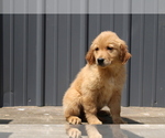 Small Photo #14 Golden Retriever Puppy For Sale in BLOOMINGTON, IN, USA