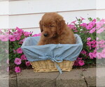 Small Photo #32 English Cream Golden Retriever Puppy For Sale in ATHENS, WI, USA