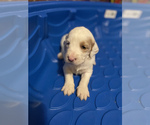 Small Photo #4 English Setter-Goldendoodle Mix Puppy For Sale in PELZER, SC, USA