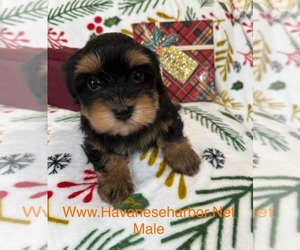 Havanese Litter for sale in MBORO, TN, USA