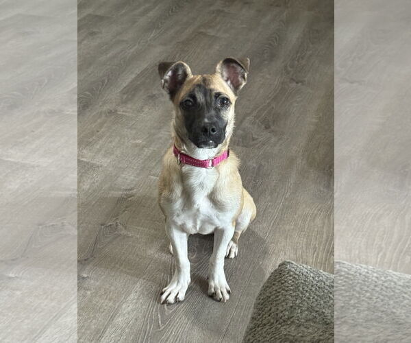 Medium Photo #1 Chug Puppy For Sale in Polson, MT, USA