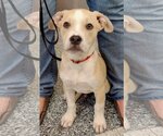 Small Photo #3 American Staffordshire Terrier-Labrador Retriever Mix Puppy For Sale in Glendale , AZ, USA