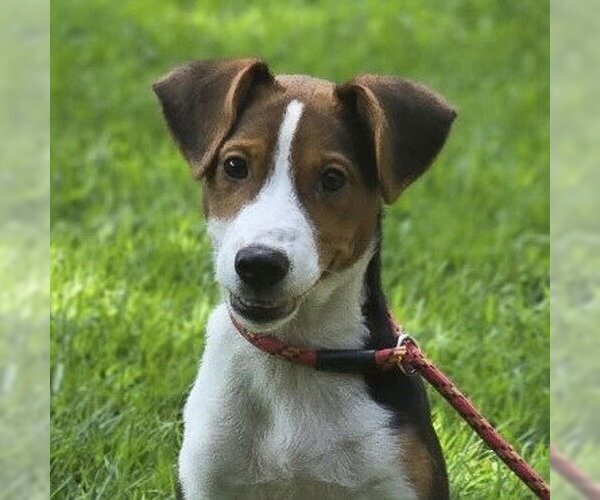 Medium Photo #1 Beagle Puppy For Sale in Yardley, PA, USA