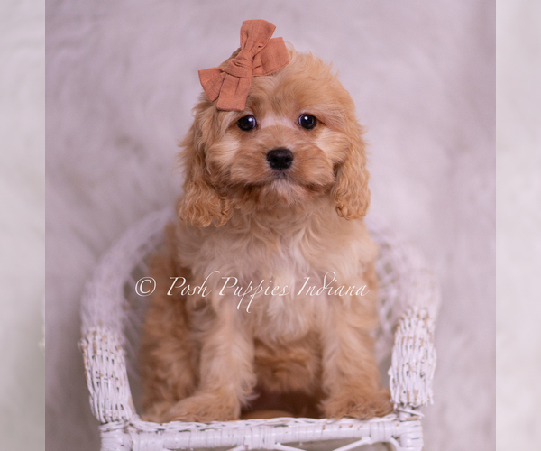 Medium Photo #116 Cavapoo (Miniature) Puppy For Sale in WARSAW, IN, USA