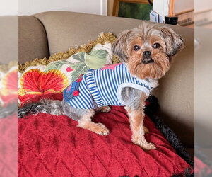 Mutt Dogs for adoption in Allentown,, PA, USA