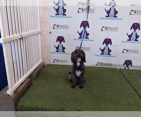 Medium Photo #1 Shih Tzu-Unknown Mix Puppy For Sale in Orlando, FL, USA